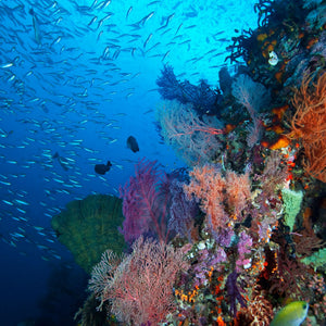 Dive trips to all nearby islands and dive sites