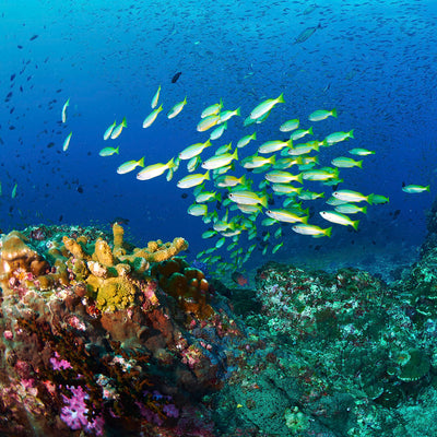 PHI PHI - Snorklaussafari & Saariretki (Phuketista)