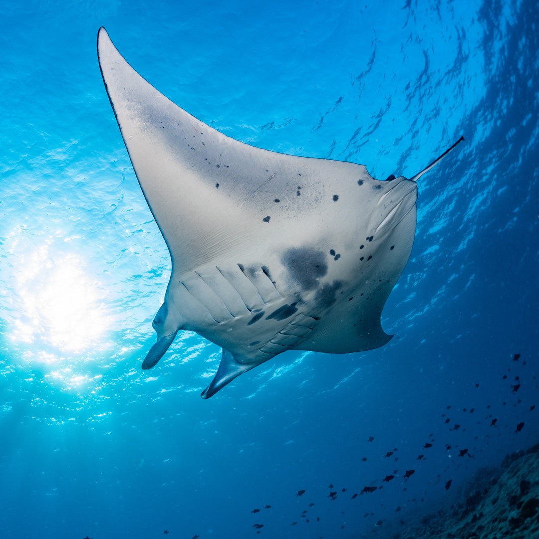 RAYA NOI - Sukellusretki (Phuketista) – Raya Divers